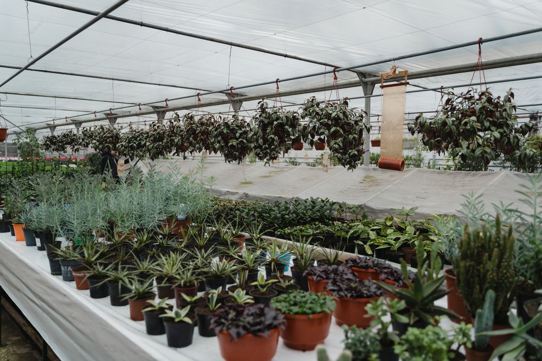 Indoor greenhouse at a plant nursery with potted plants on tables
