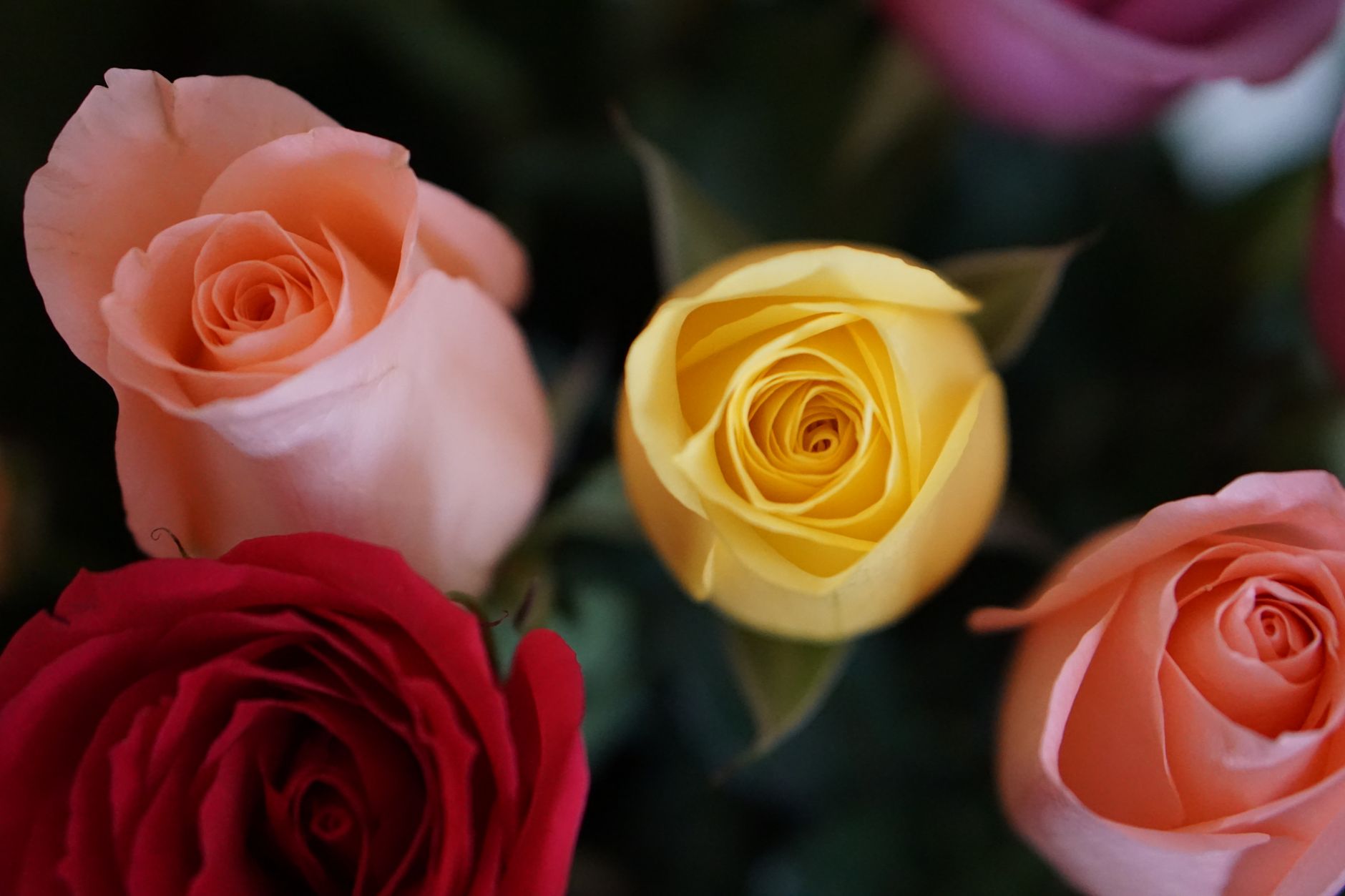Vibrant close-up of multicolored roses in bloom
