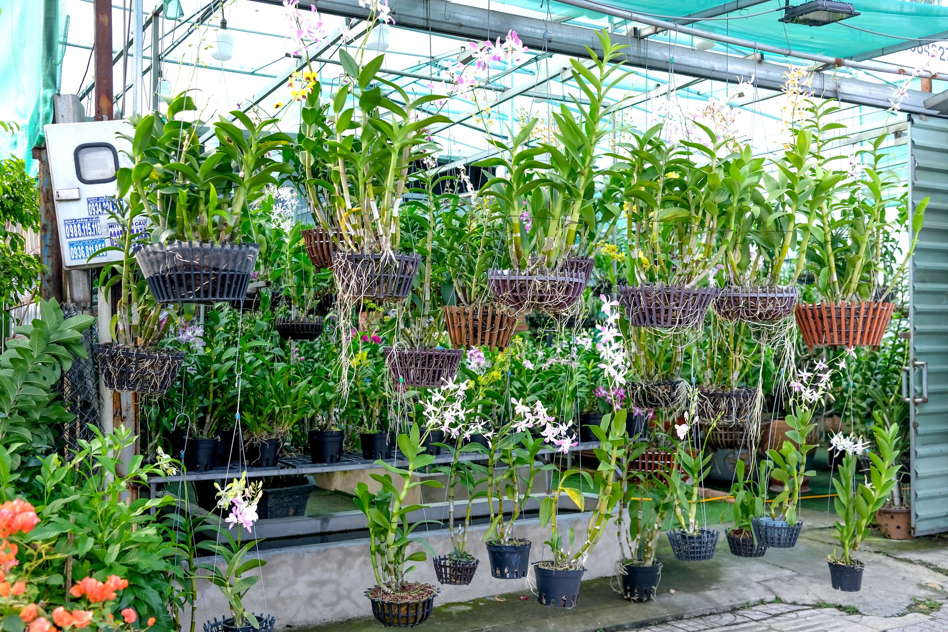 Hanging orchids and potted plants in a bright greenhouse nursery