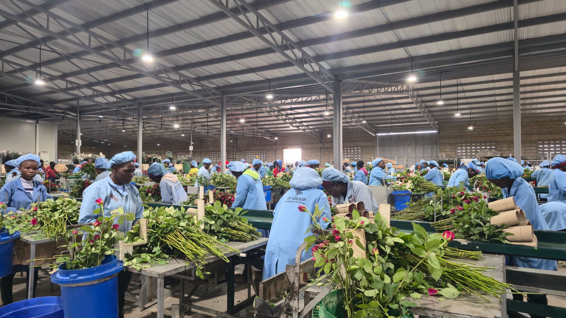 Workers sorting fresh roses in a wholesale flower processing facility