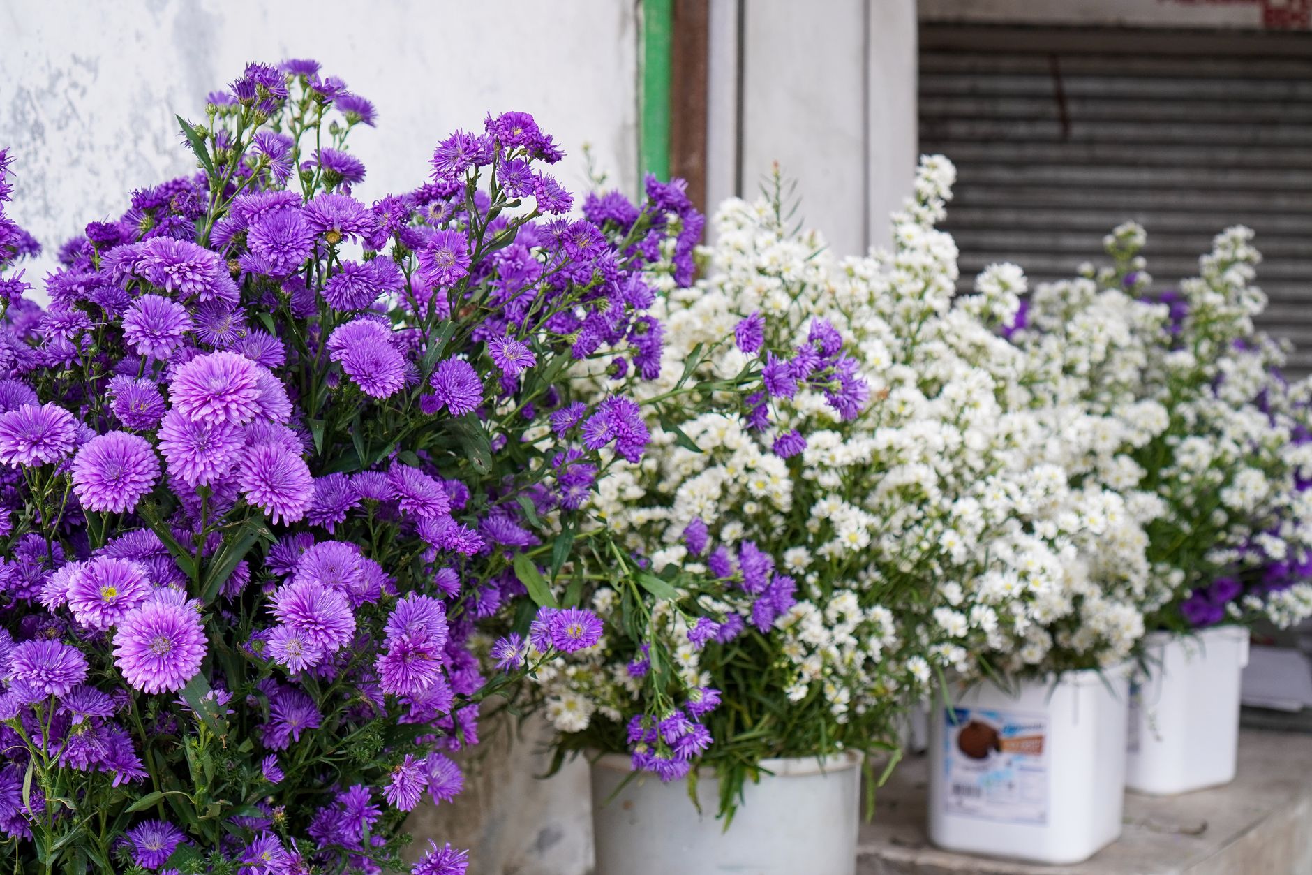 Bunches of purple and white asters in buckets at an outdoor flower market