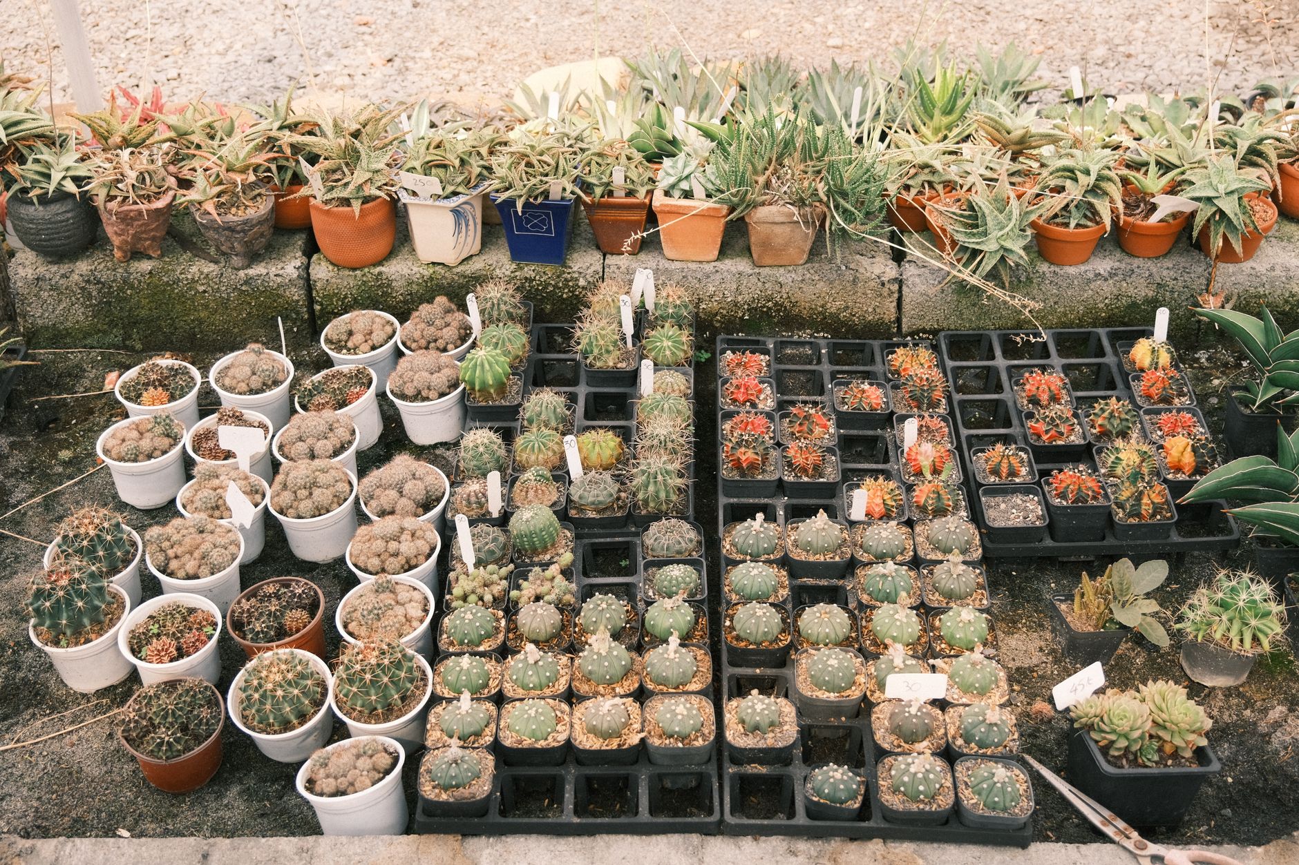 Outdoor display of potted cacti and succulents arranged in rows at a desert nursery