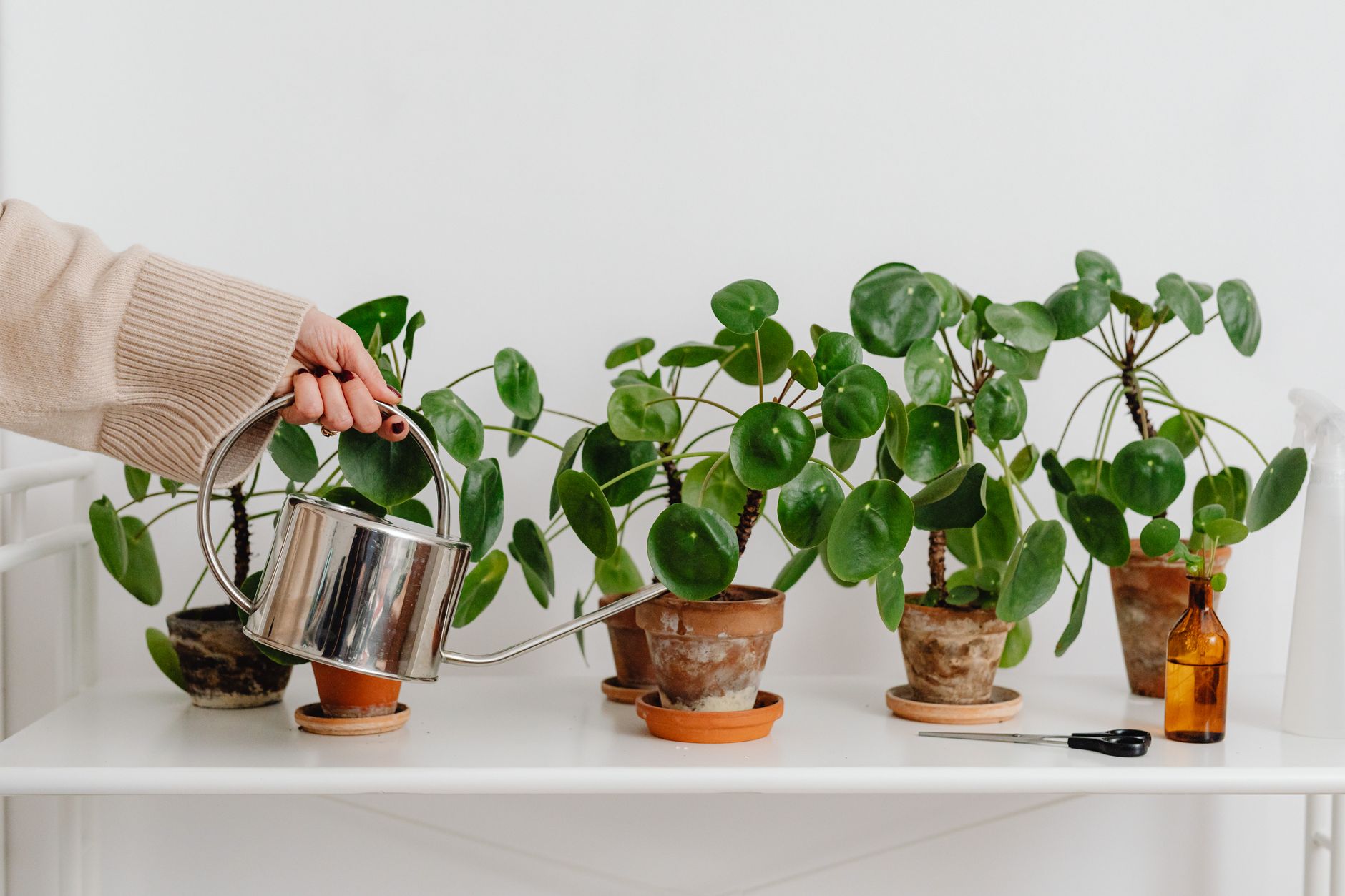 Watering houseplants on a table with a small watering can