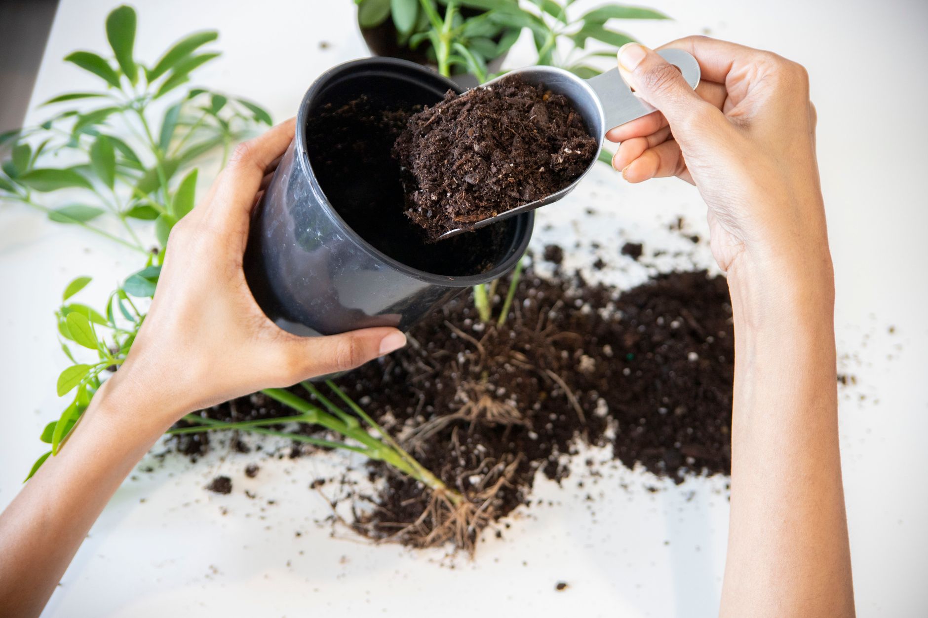 Hands repotting a houseplant with fresh soil