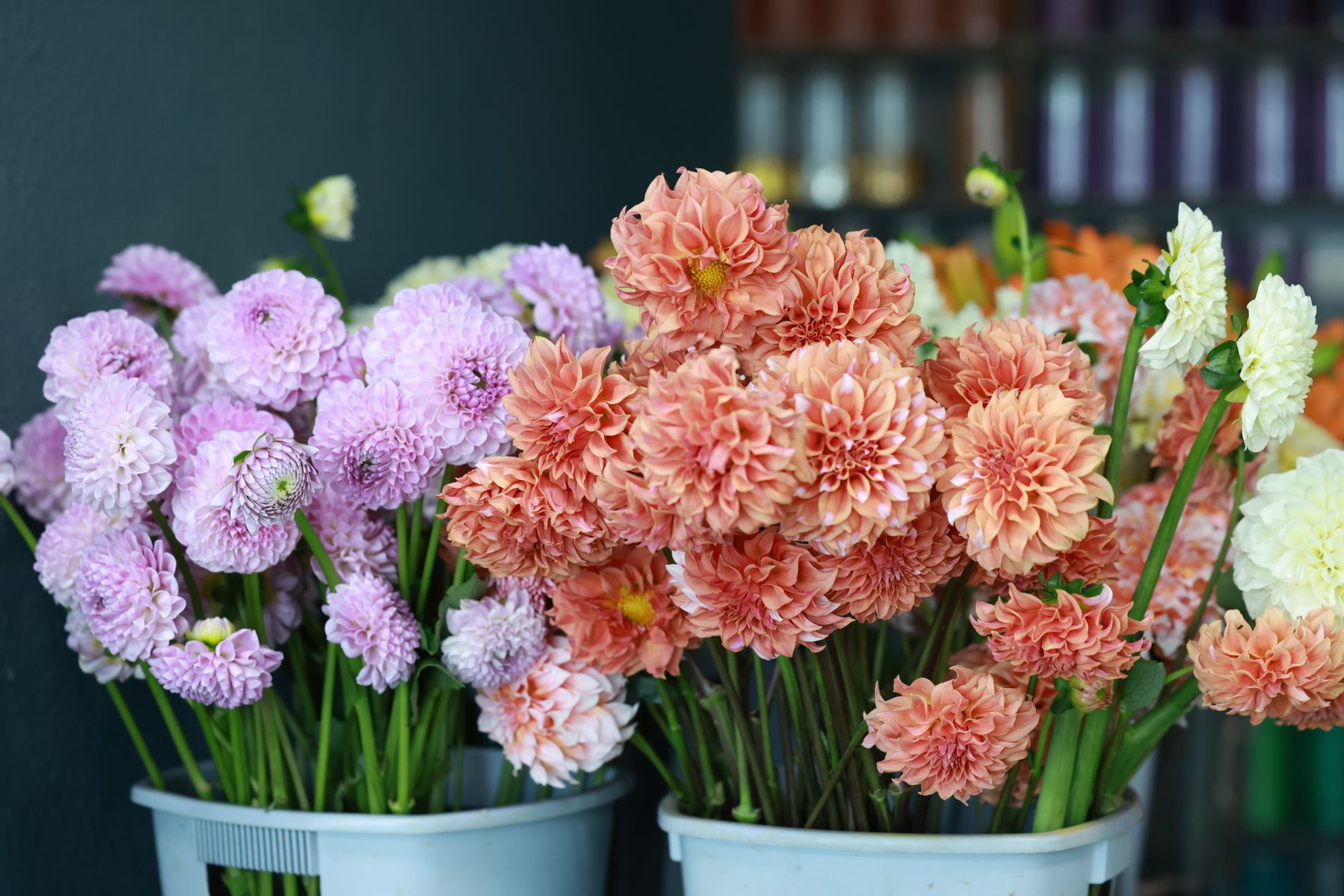 Colorful chrysanthemum bouquets standing in water-filled buckets at a flower market