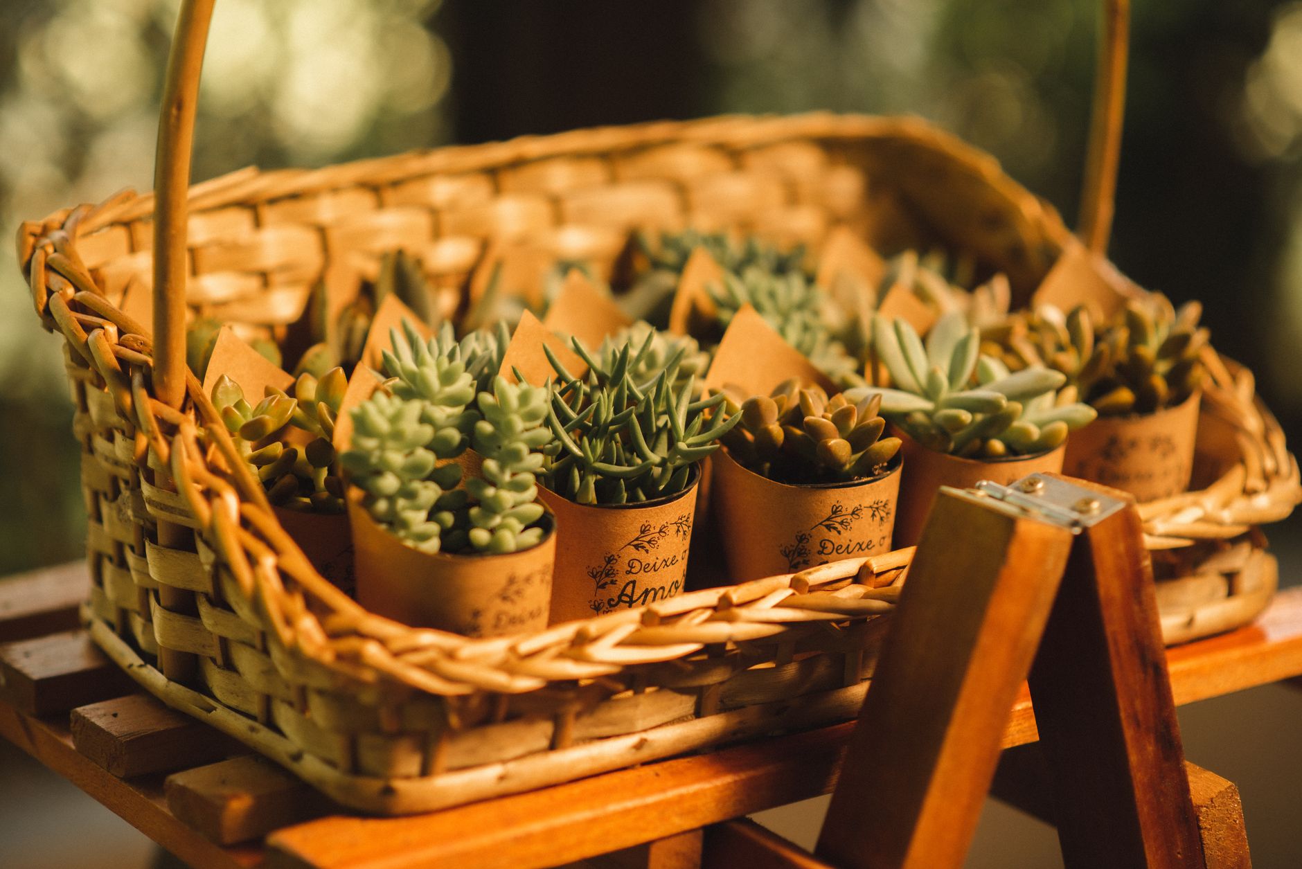 Wicker basket filled with small potted succulents