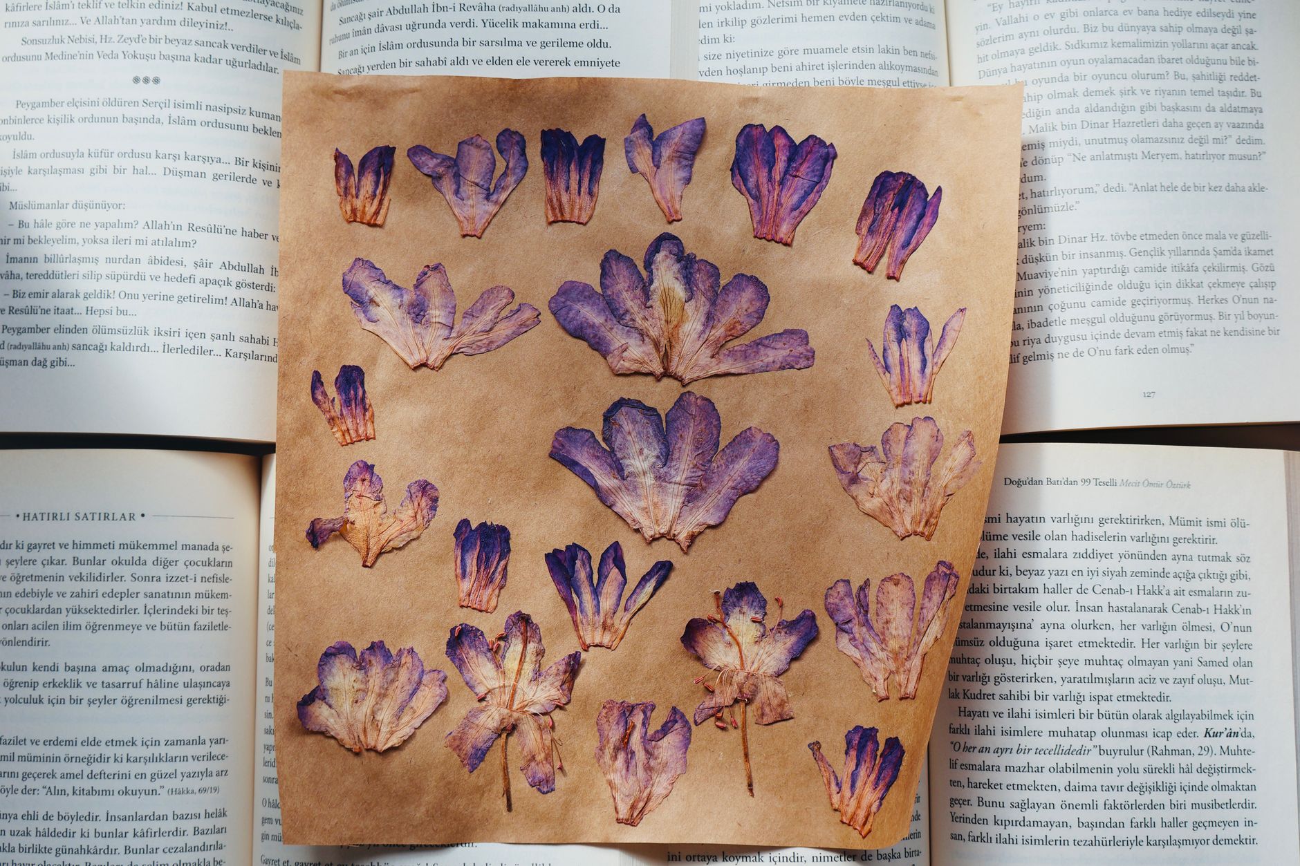 Pressed purple flower petals arranged on an open book