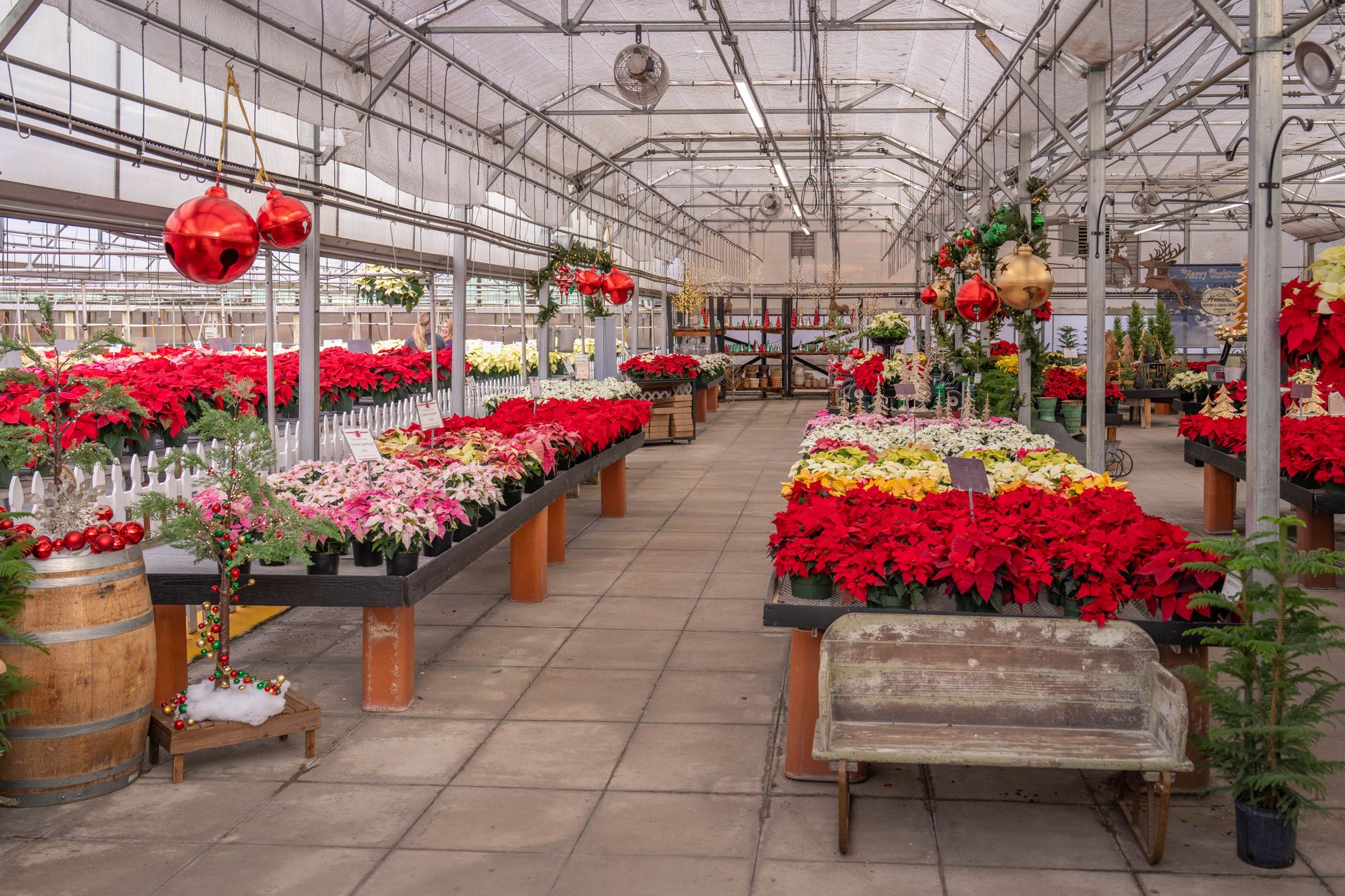 Greenhouse full of red poinsettia plants ready for the holidays