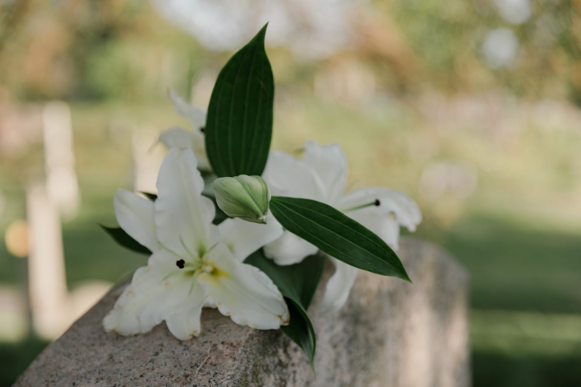 Close-up of white lilies, a flower commonly used in sympathy arrangements