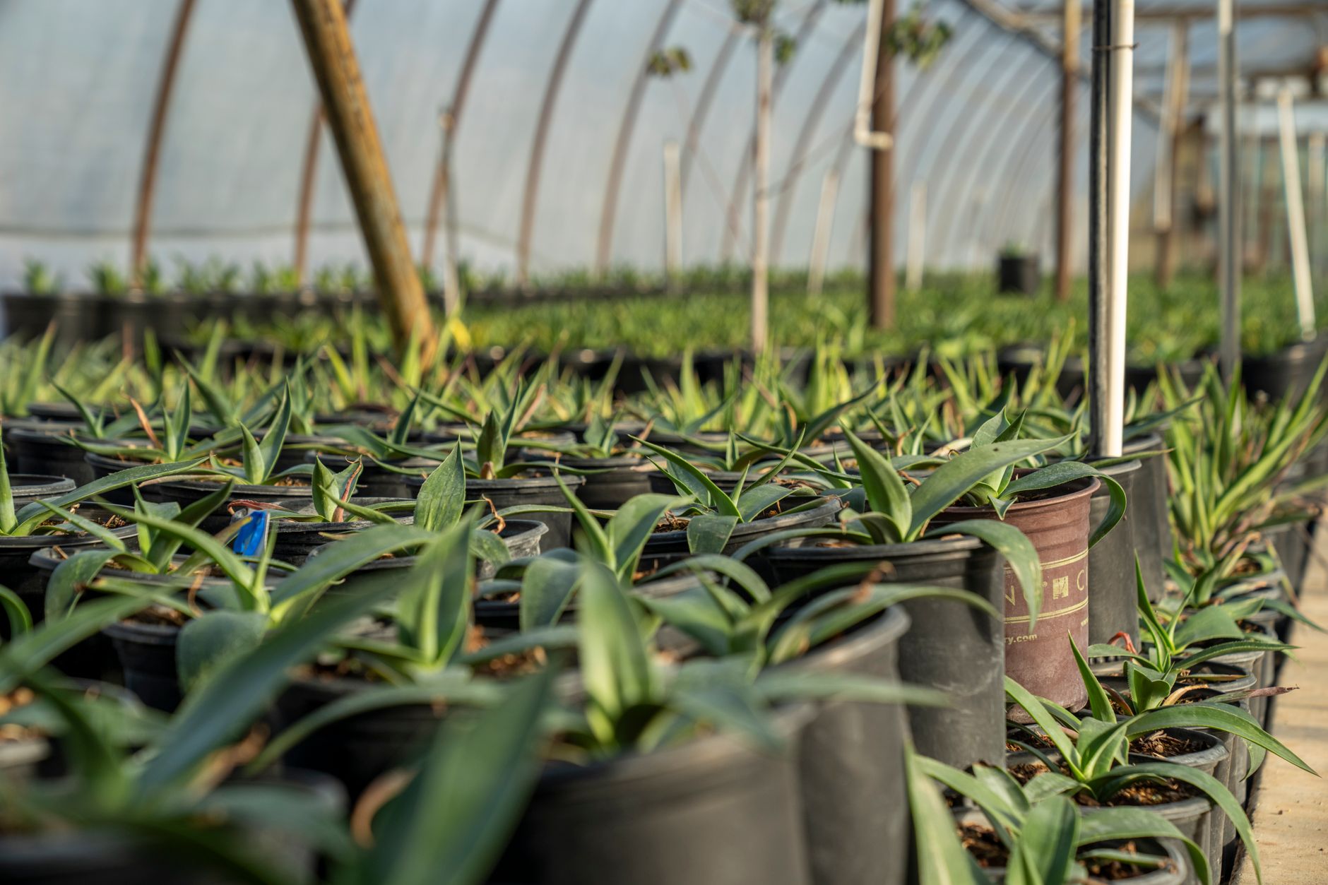 Vibrant green plants thriving in a nursery greenhouse